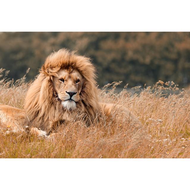 Lions - Wrapped Canvas Photograph Ebern Designs Size: 20cm H x 30cm W on Productcaster.