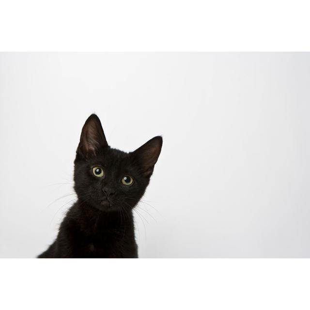 Black Kitten Looking Into Camera by Michellegibson - No Frame Print on Canvas 17 Stories Size: 61cm H x 91cm W on Productcaster.