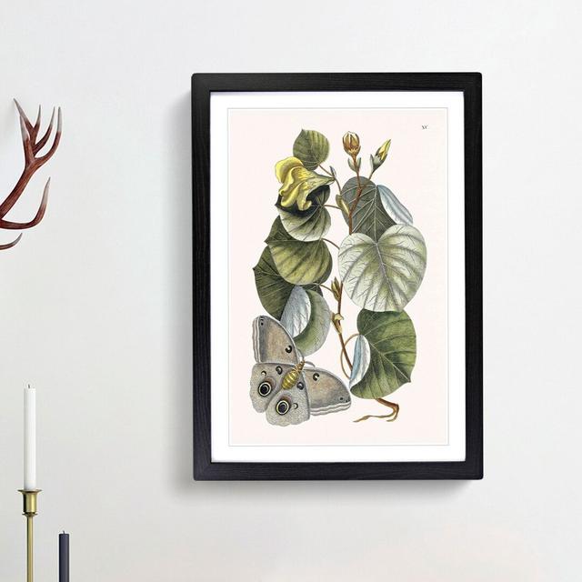 Butterfly & Mano Tree by Mark Catesby - Picture Frame Painting Print East Urban Home Frame Option: Black Framed, Size: 36cm H x 27cm W x 2cm D on Productcaster.