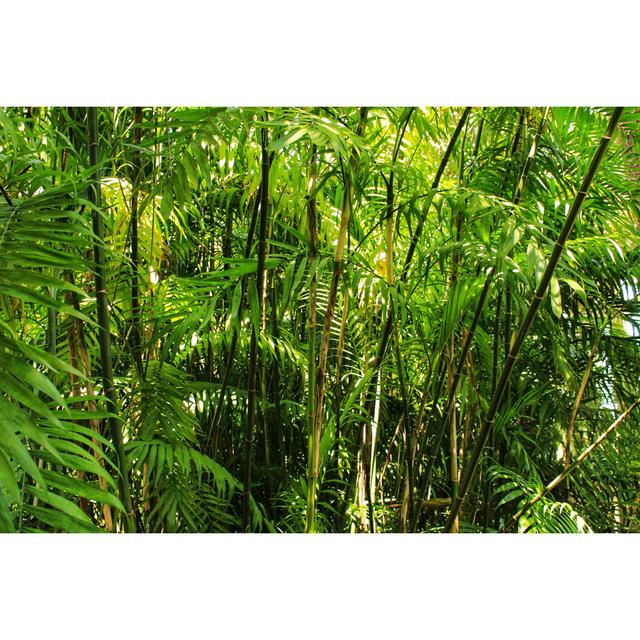 Lafreniere Black Bamboo in Garden - Wrapped Canvas Photograph Pergo Classics Size: 20cm H x 30cm W x 3.8cm D on Productcaster.