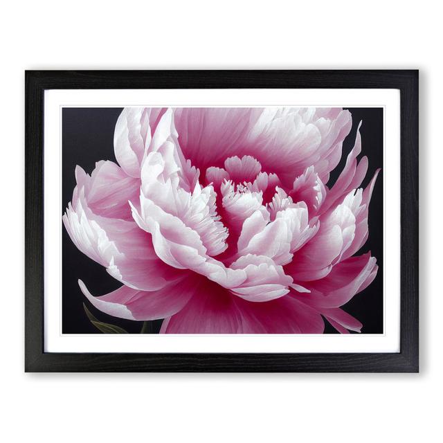 Splendid Peony Flower - Picture Frame Graphic Art Marlow Home Co. Size: 46cm H x 64cm W x 2cm D, Frame Colour: Black on Productcaster.