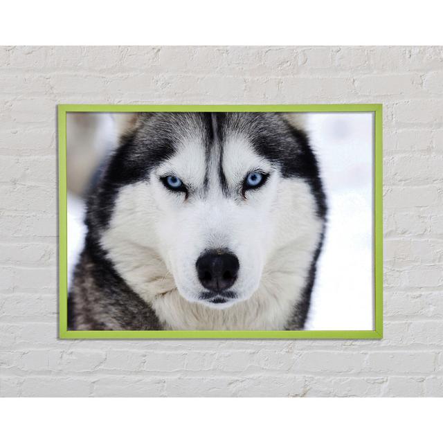 Anjennette Husky Hund Schneegesicht - Einzelner Bilderrahmen Kunstdrucke Brayden Studio Größe: 59,7 cm H x 84,1 cm B x 2 cm T on Productcaster.