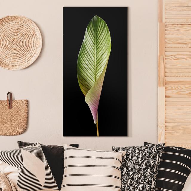 Leinwandbild Blatt Ornata Calathea Sansibar Home Farbe: Schwarz, Größe: 100 cm H x 50 cm B, Format: Leinwand 260g/m² on Productcaster.