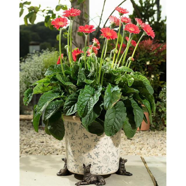 Eilis Planter Feet (Set of 3) Brambly Cottage on Productcaster.