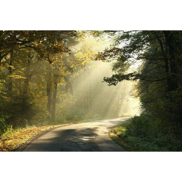 Autumn Forest by Aniszewski - Wrapped Canvas Print Alpen Home Size: 61cm H x 91cm W x 3.8cm D on Productcaster.