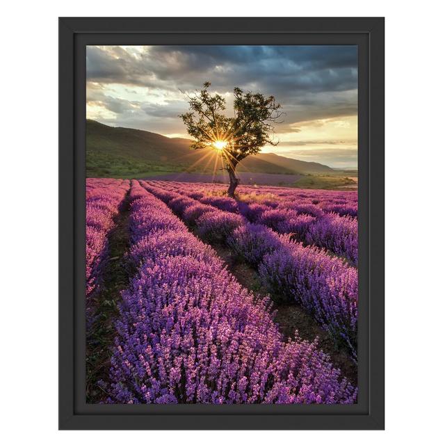 Gerahmtes Wandbild Lavendel Provence mit Baum East Urban Home Größe: 38 cm H x 30 cm B on Productcaster.