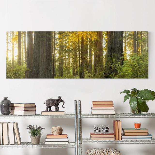 Redwood National Park - Wrapped Canvas Photograph Union Rustic Size: 30cm H x 90cm W on Productcaster.