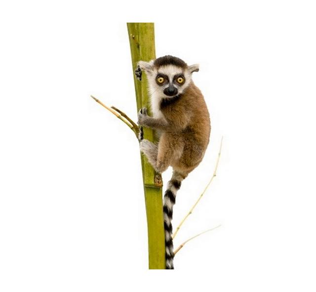 Ring Tailed Lemur Wall Sticker East Urban Home Size: 226cm H x 122cm W on Productcaster.