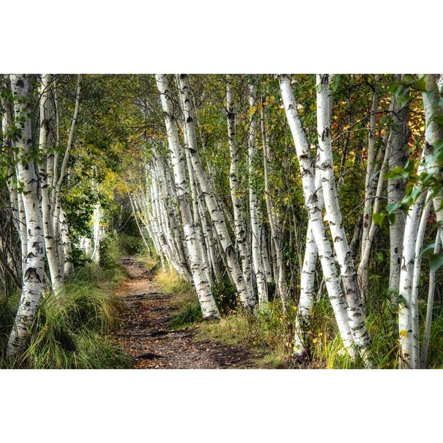 A Walk Through The Birch Trees by Danny Head - Wrapped Canvas Art Prints Alpen Home Size: 20cm H x 30cm W x 3.8cm D on Productcaster.