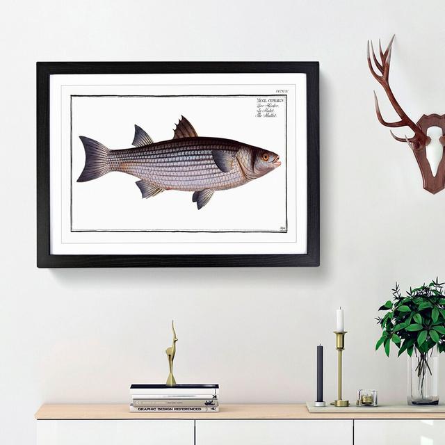 Mullet Fish by M.E. Bloch - Picture Frame Painting Print East Urban Home Frame Option: Black Framed, Size: 48cm H x 65cm W x 2cm D on Productcaster.