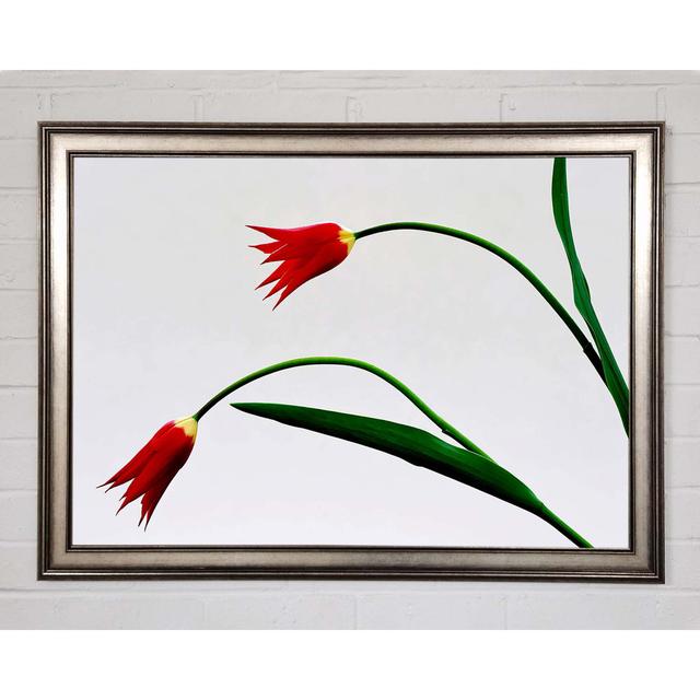 Twin Fire Tulips - Single Picture Frame Art Prints Brayden Studio Size: 29.7cm H x 42cm W x 1.5cm D on Productcaster.