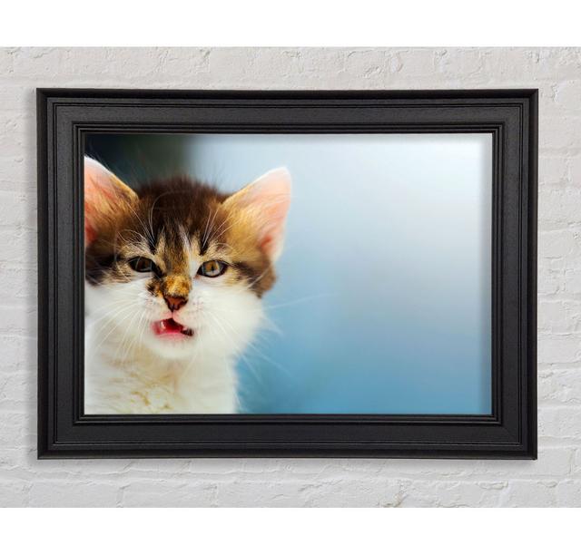 Kitten Cat Growl Framed Print Rosalind Wheeler Size: 84.1cm H x 142.2cm W on Productcaster.