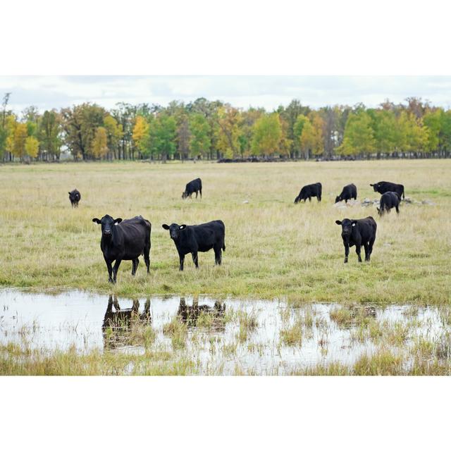 Black Angus Cattle In The Pasture by Skhoward - No Frame Art Prints on Canvas Brambly Cottage Size: 81cm H x 122cm W on Productcaster.