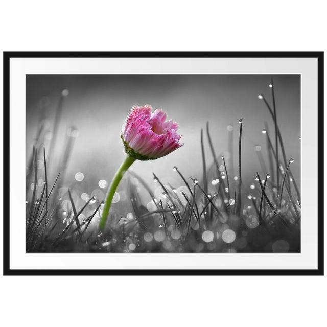 Gerahmtes Poster Pink Daisy in Grass East Urban Home Größe: 30 cm H x 38 cm B, Farbe: Rosa/Grau on Productcaster.