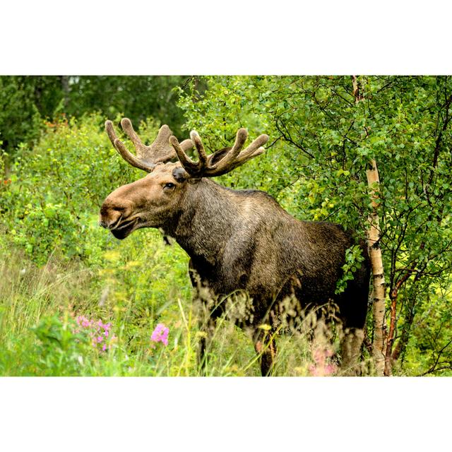 Wild Bull Moose in Autumn - Wrapped Canvas Photograph Union Rustic Size: 61cm H x 91cm W on Productcaster.