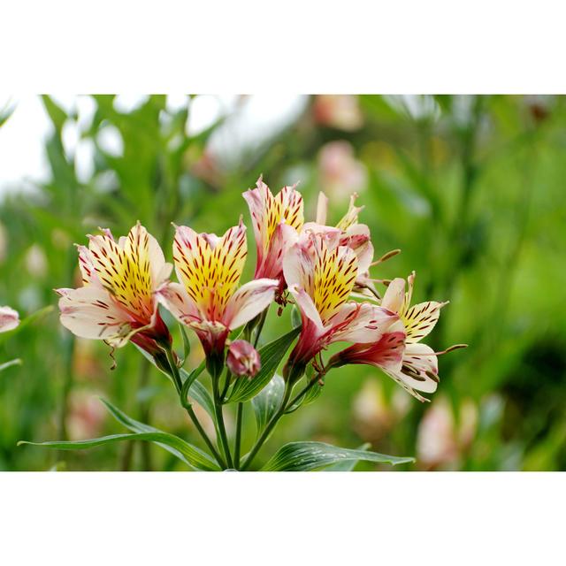 Peruvian Lilies - Wrapped Canvas Print Latitude Run Size: 20cm H x 30cm W x 3.8cm D on Productcaster.