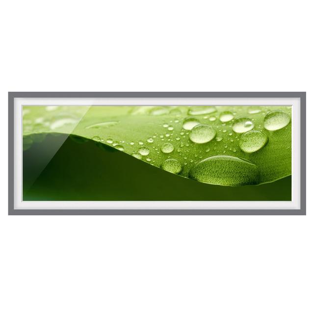 Drops of Nature - Picture Frame Photograph Brayden Studio Size: 30cm H x 75cm W x 2cm D, Frame Option: Grey Framed on Productcaster.