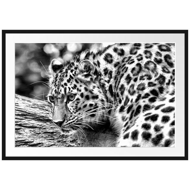 Gerahmtes Poster Aufmerksamer Leopard auf Baumstamm East Urban Home Größe: 70 cm H x 100 cm B on Productcaster.