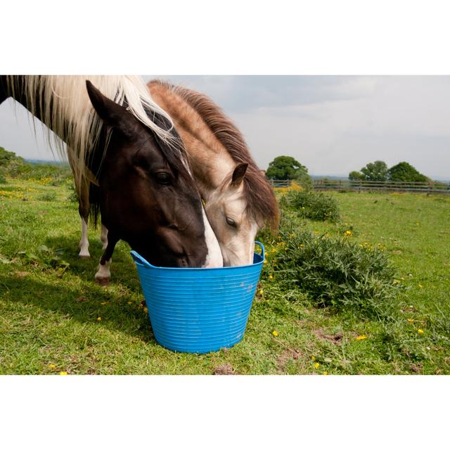 Fair Two Horses - Wrapped Canvas Print Brambly Cottage Size: 51cm H x 76cm W x 3.8cm D on Productcaster.