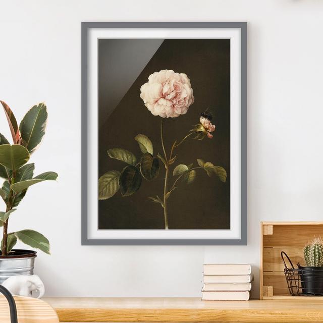 Vinegar Rose with Bumblebee - Picture Frame Photograph Mercer41 Frame Option: Grey Framed, Size: 70cm H x 50cm W x 2cm D on Productcaster.