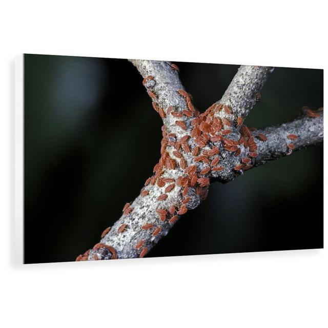 'Kermes Vermilio (Kermes Berry) - Larvae' Photograph 17 Stories Size: 53.3 cm H x 80 cm W x 3.8 cm D, Format: Wrapped Canvas on Productcaster.