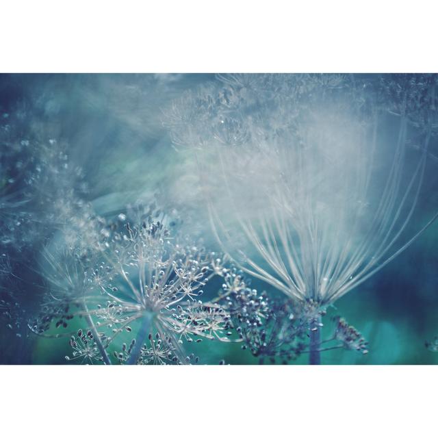 Dill Plant by Andipantz - Wrapped Canvas Photograph 17 Stories Size: 51cm H x 76cm W on Productcaster.