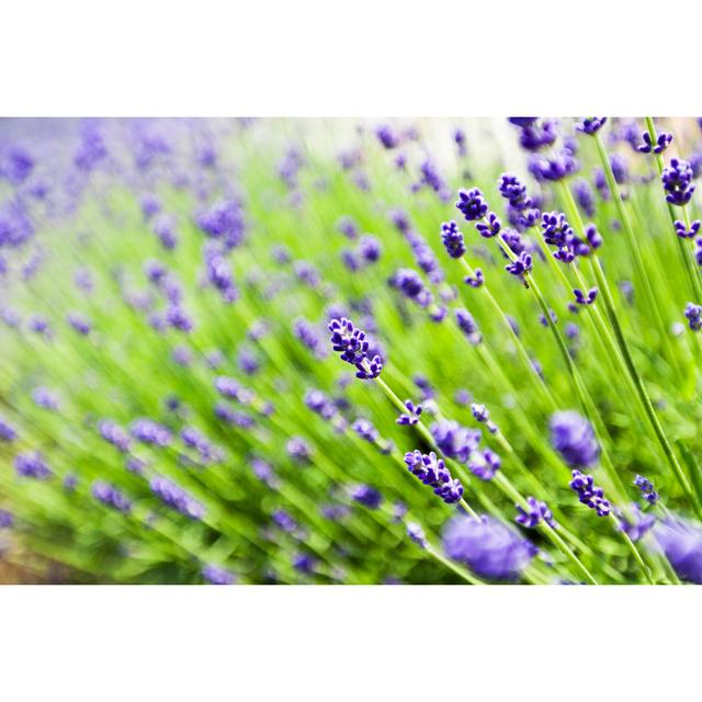 Lavender Flowers In Summer by Ooyoo - No Frame Print on Canvas 17 Stories Size: 30cm H x 46cm W on Productcaster.