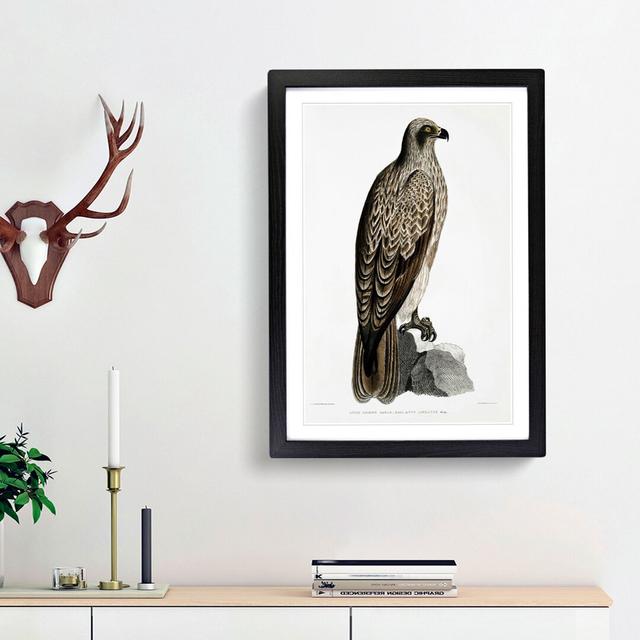 Lined Fishing Eagle by John Edward Gray - Picture Frame Painting Print East Urban Home Size: 36cm H x 27cm W x 2cm D, Frame Option: Black Framed on Productcaster.