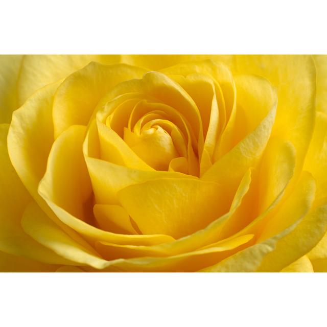 Yellow Rose by Sergeyklopotov - Wrapped Canvas Photograph 17 Stories Size: 51cm H x 76cm W on Productcaster.