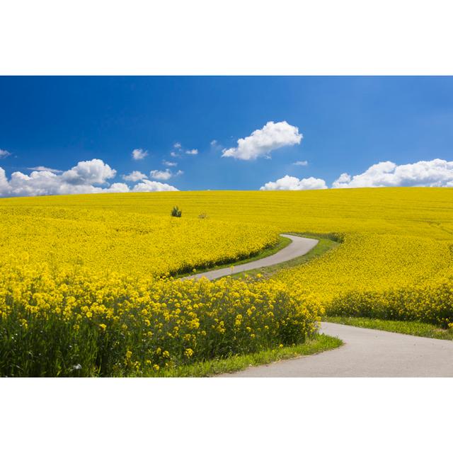 Rape Field by KellyISP - Wrapped Canvas Print Latitude Run Size: 51cm H x 76cm W on Productcaster.