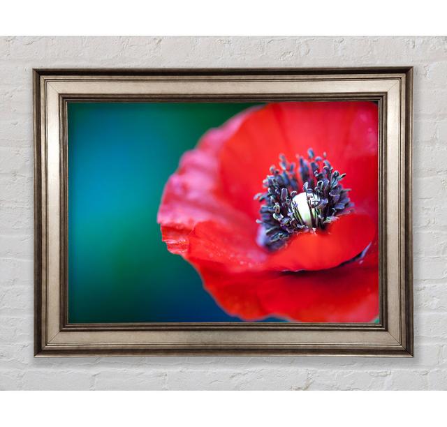 Close Look Inside A Poppy Framed Print Bright Star Size: 21cm H x 42cm W on Productcaster.