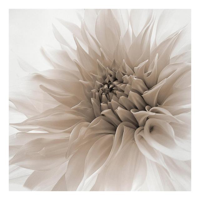 Dahlia Graphic Art Print on Canvas East Urban Home Size: 70cm L x 70cm W on Productcaster.