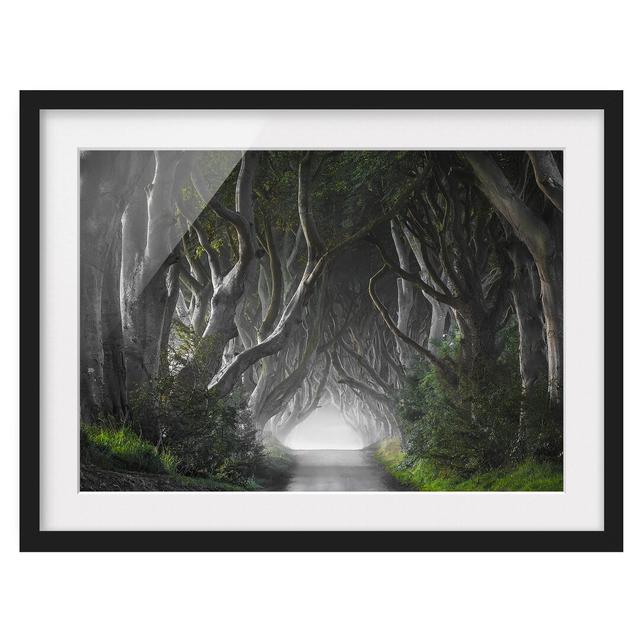 Forest in Northern Ireland - Picture Frame Photograph Print on Paper East Urban Home Frame Options: Matt black, Size: 40cm H x 55cm W on Productcaster.