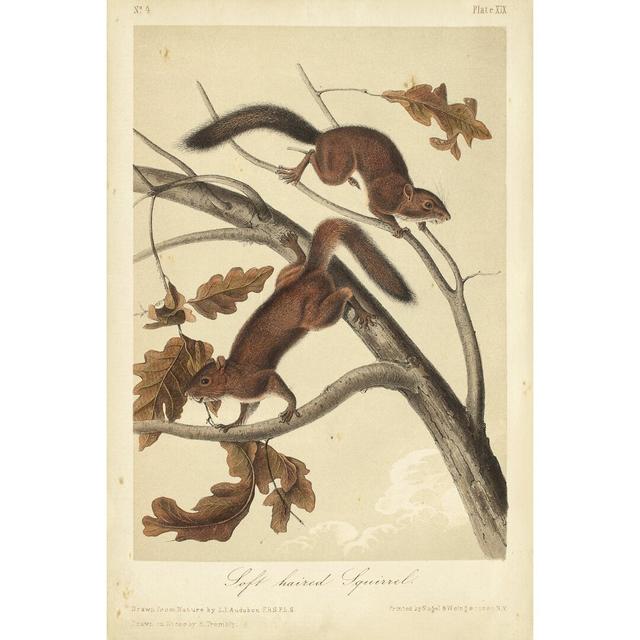 Audubon Squirrel III by John Audubon - Wrapped Canvas Painting Rosalind Wheeler Size: 91cm H x 61cm W on Productcaster.