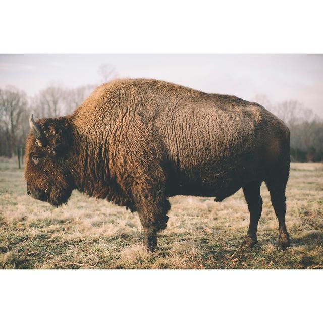 Solitary Bison V by Adam Mead - Wrapped Canvas Photograph Gracie Oaks Size: 30cm H x 46cm W on Productcaster.