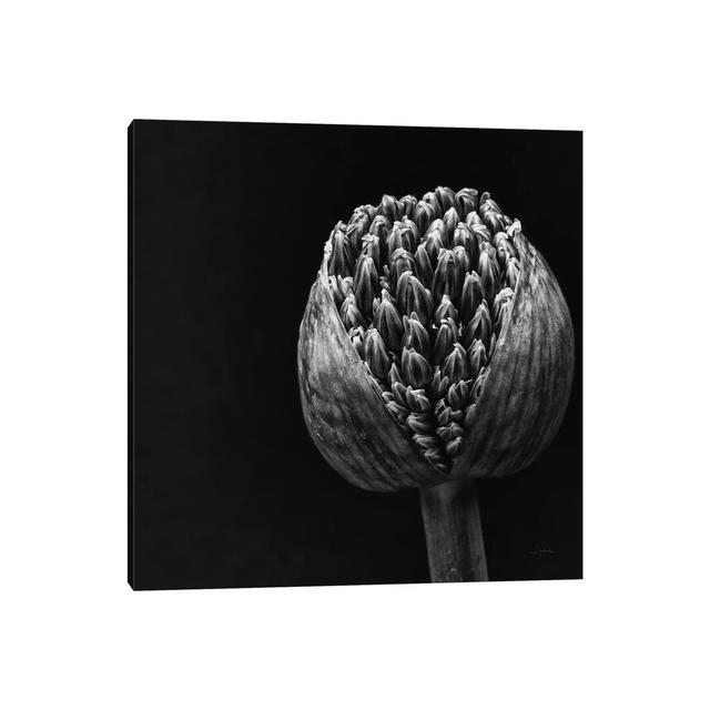 Allium II by Aledanda - Wrapped Canvas Graphic Art Ebern Designs Size: 45.72cm H x 45.72cm W x 3.81cm D on Productcaster.