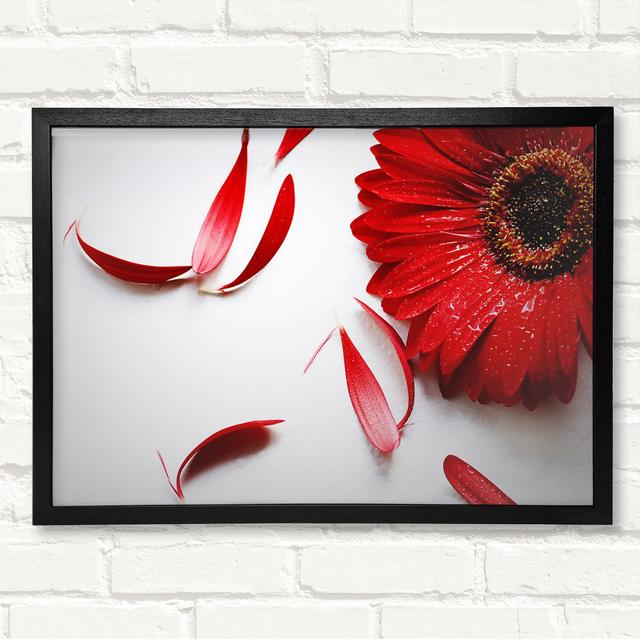 Red Gerbera Fallen Petals - Single Picture Frame Print Latitude Run Size: 29.7cm H x 42cm W x 3cm D, Format: Black Framed Wood on Productcaster.