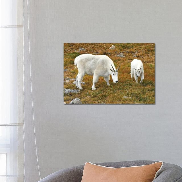 Mountain Goat And Kid by Brian Wolf - Gallery-Wrapped Canvas Giclée on Canvas Gracie Oaks Size: 45.72cm H x 66.04cm W x 1.905cm D, Format: No Frame on Productcaster.