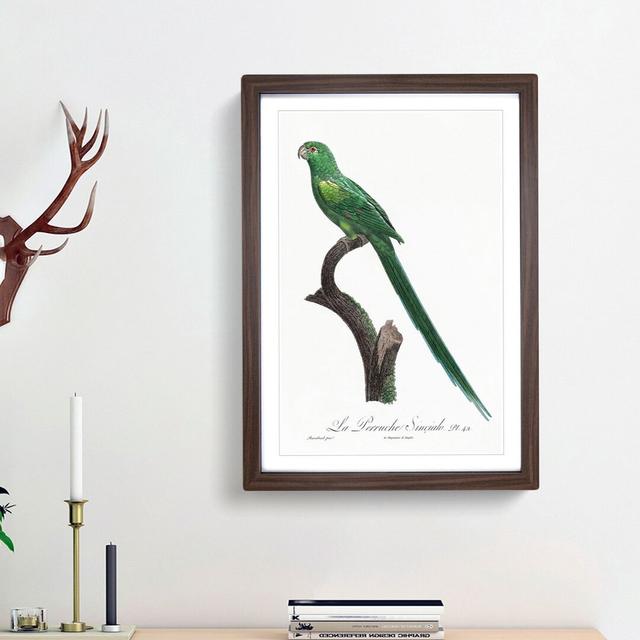 Long-Tailed Parakeet by F. Levaillant - Picture Frame Painting Print East Urban Home Frame Option: Walnut Framed, Size: 65cm H x 48cm W x 2cm D on Productcaster.