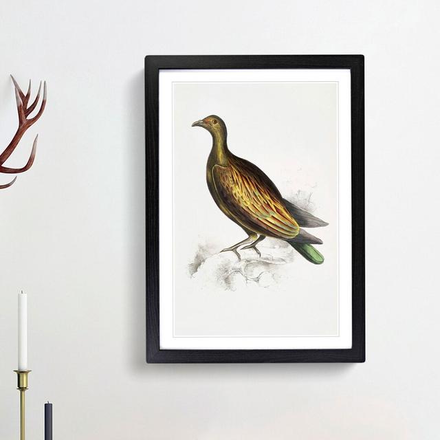 Chinese Tippeted Pigeon Illustration by John Edward Gray - Picture Frame Painting Print East Urban Home Size: 65cm H x 48cm W x 2cm D, Frame Option: B on Productcaster.