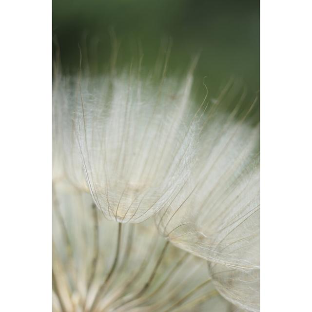 Macro Dandelion I by Renée W. Stramel - Wrapped Canvas Print Ebern Designs Size: 91cm H x 61cm W on Productcaster.