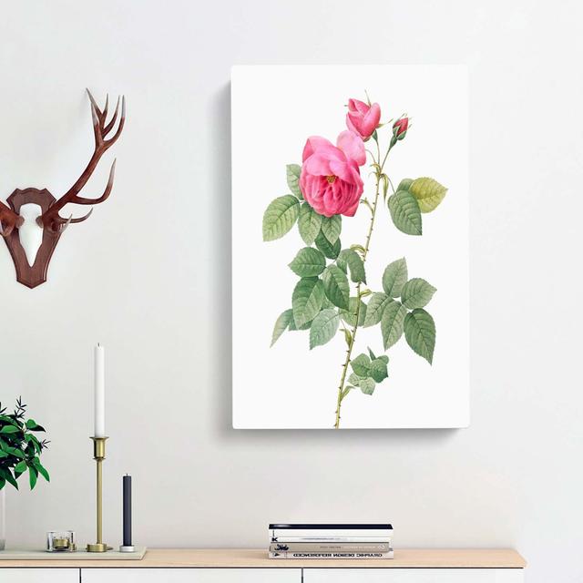 Bourbon Rose In Pink by Pierre-Joseph Redoute - Wrapped Canvas Painting East Urban Home Size: 60cm H x 40cm W x 3cm D on Productcaster.