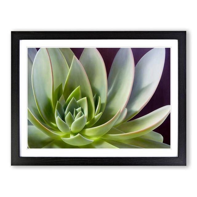 Interesting Succulent Plant - Single Picture Frame Print World Menagerie Size: 25cm H x 34cm W x 2cm D, Frame Colour: Black on Productcaster.