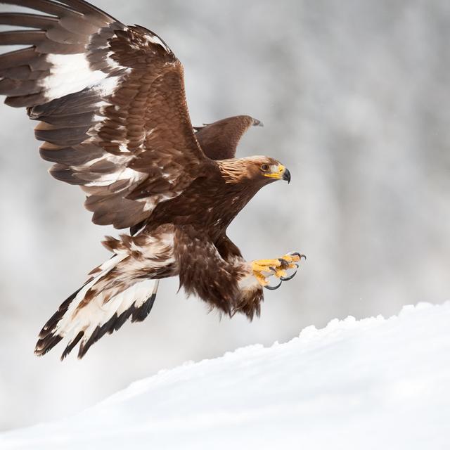 Landing Eagle by Alarifoto - No Frame Print on Canvas Alpen Home Size: 122cm H x 122cm W on Productcaster.