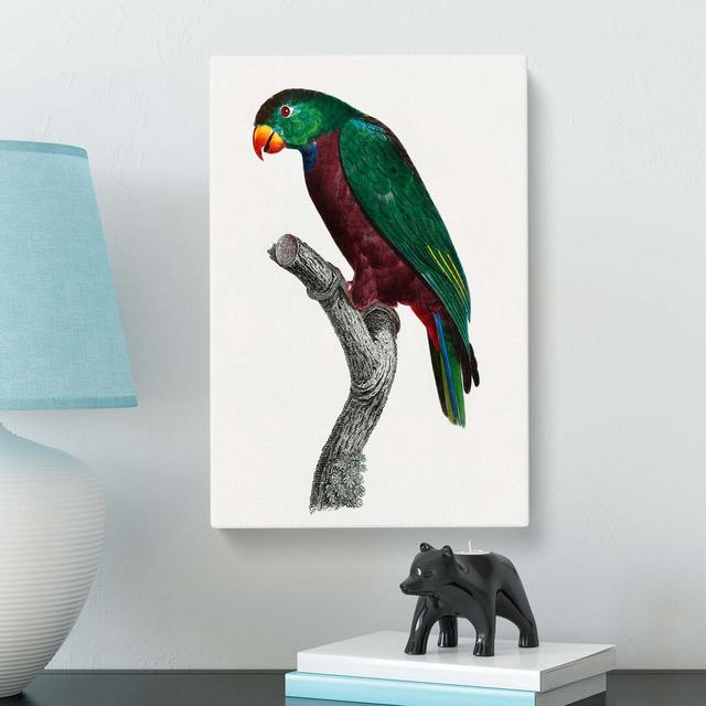 Parrot by F. Levaillant - Wrapped Canvas Painting Print East Urban Home Size: 60cm H x 40cm W x 3cm D on Productcaster.