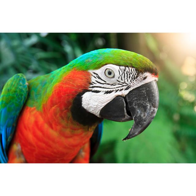 Head Of Parrot by Kornnphoto - Wrapped Canvas Print Marlow Home Co. Size: 51cm H x 76cm W on Productcaster.