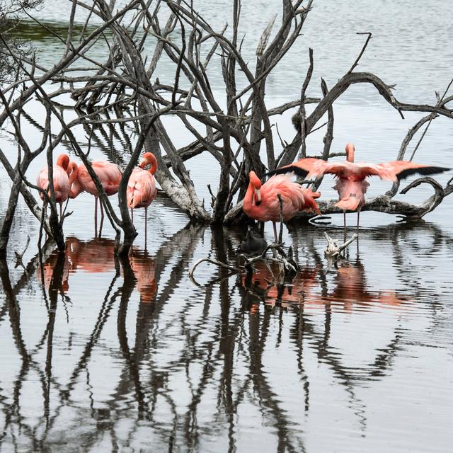 Penermon Flamingos - Wrapped Canvas Print ClassicLiving Size: 76cm H x 76cm W x 3.8cm D on Productcaster.