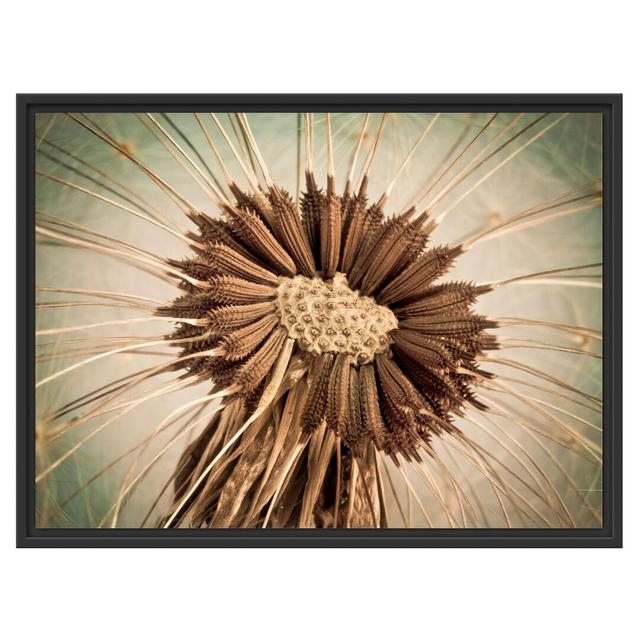 Gerahmtes Wandbild Vertrocknete Pusteblume East Urban Home Größe: 60 cm H x 80 cm B on Productcaster.