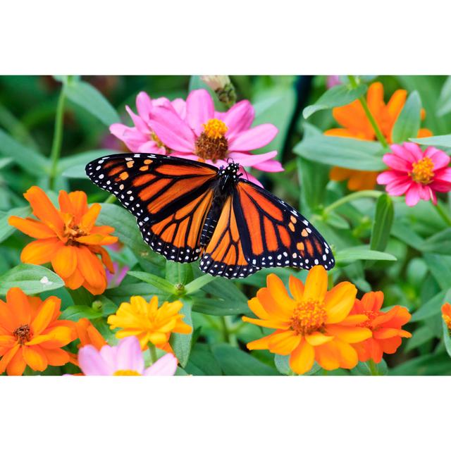 Monarch Butterfly - Wrapped Canvas Print Brambly Cottage Size: 51cm H x 76cm W x 3.8cm D on Productcaster.