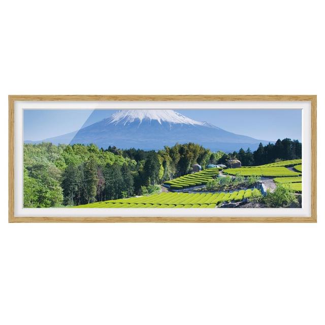 Tea Fields Before Fuji - Picture Frame Graphic Art Alpen Home Size: 30cm H x 75cm W x 2cm D, Frame Option: Brown Framed on Productcaster.